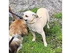 Miguel (4yo, 21lbs) Chihuahua Adult Male