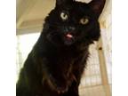 Adopt Shadow 2 a Domestic Long Hair
