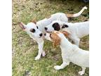 Adopt Emmy Lou a Canaan Dog, Ibizan Hound