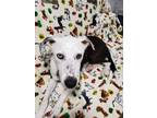 Adopt Lizzie a Black - with White Mutt / Australian Shepherd / Mixed dog in