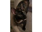 Adopt McKenzie a Tortoiseshell Domestic Shorthair (short coat) cat in Lizella