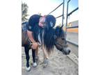 Driving Pony for sale (asking price is flexible)