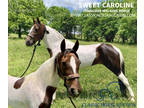 Fancy Spotted Saddle Gaited Mare