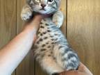 Gray Male Bengal Kitten