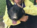 Billy German Shepherd Dog Adult Male