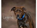 Legend Labrador Retriever Young Male