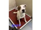 Spot 30535 Pickles Pointer Adult Female
