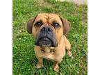 Dunham Pug Male
