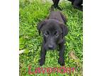 Lavender Dreams SS D2024 in KY Labrador Retriever Puppy Female