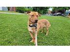 Chi Chi Labrador Retriever Young Male