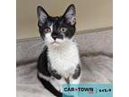 Sky Domestic Shorthair Kitten Male