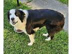 Poe Australian Shepherd Young Male