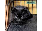 Salamander Domestic Shorthair Kitten Male
