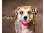 Ace Hound (Unknown Type) Senior Male