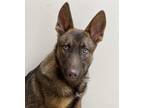 Arya Shepherd (Unknown Type) Young Female