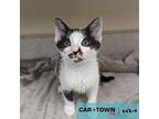 Storm Domestic Shorthair Kitten Female