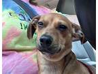 Ginger MP D2024 in SC Chihuahua Young Female