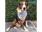 Beef-A-Roni Foxhound Adult Female
