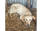 Adopt Rylee a Yellow Labrador Retriever