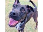 Adopt Makenzie a Labrador Retriever