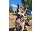 Adopt Katie a Shepherd