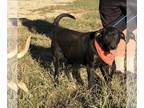 Labrador Retriever Mix DOG FOR ADOPTION RGADN-1088888 - Bailey - Labrador