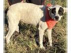Spaniel Mix DOG FOR ADOPTION RGADN-1090878 - Betty White - Spaniel / Mixed