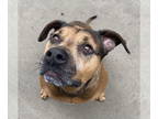Bullmastiff-German Shepherd Dog Mix DOG FOR ADOPTION RGADN-1091353 - Kay -