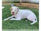 Mastiff DOG FOR ADOPTION RGADN-1094756 - SAMUEL - Mastiff (medium coat) Dog For