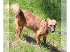 Border Collie Mix DOG FOR ADOPTION RGADN-1095808 - Pare' - Border Collie / Mixed