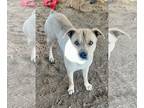 Mountain Cur Mix DOG FOR ADOPTION RGADN-1096317 - Teddy Bear - Mountain Cur /