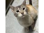 Adopt Linda a Siamese