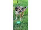 Adopt Shelby a Australian Shepherd