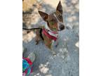 Adopt Poppy 5199 a Australian Cattle Dog / Blue Heeler