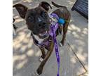 Adopt Rock star a Mixed Breed
