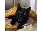 Adopt ZORA a Domestic Shorthair / Mixed (short coat) cat in Battle Creek