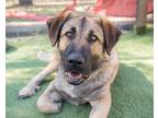 Adopt Simba a St. Bernard / Anatolian Shepherd / Mixed dog in San Diego