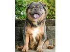 Adopt Tuff Question FLUFFY FRENCHIE - HOUSE TRAINED a Gray/Blue/Silver/Salt &