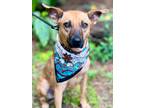 Adopt Lucy a Australian Cattle Dog / Mixed dog in Jackson, MS (39093010)