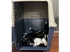 Adopt Lucky a Black - with White Border Collie dog in Claremont, CA (39190998)