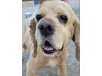 Adopt Noah a Tan/Yellow/Fawn Cocker Spaniel / Mixed dog in Jamestown