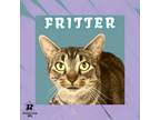 Adopt Fritter a Domestic Short Hair