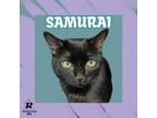 Adopt Samurai a Domestic Short Hair