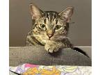 Adopt Kate a Brown Tabby Domestic Shorthair (short coat) cat in Virginia Beach