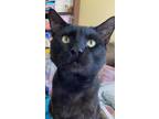 Adopt Maria's Sammy a All Black Domestic Shorthair / Mixed (short coat) cat in