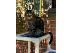 Adopt Mac a Domestic Shorthair / Mixed (short coat) cat in Skippack