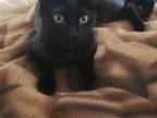 Kitty