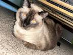 Adopt Clyde a Brown or Chocolate Siamese (medium coat) cat in El Dorado Hills