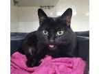 Adopt Sonya a Domestic Shorthair / Mixed (short coat) cat in Genoa
