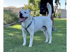 Adopt Spot a White - with Black American Pit Bull Terrier / American